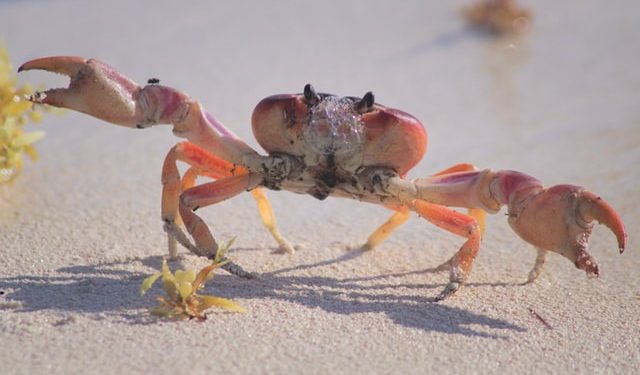 Into Crab Mode, Bitcoin Bullish Potential Capped For The Coming Months?