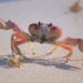 Into Crab Mode, Bitcoin Bullish Potential Capped For The Coming Months?