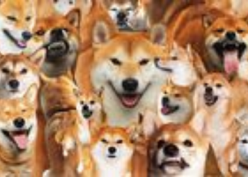 Shiba Inu Whales Trading Volume Surges 640% As SHIB Holds Critical Support