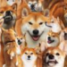 Shiba Inu Whales Trading Volume Surges 640% As SHIB Holds Critical Support