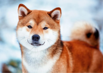 Shiba Inu Down By 2.03%