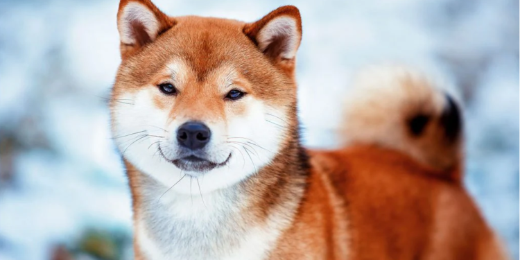 Shiba Inu Down By 2.03%