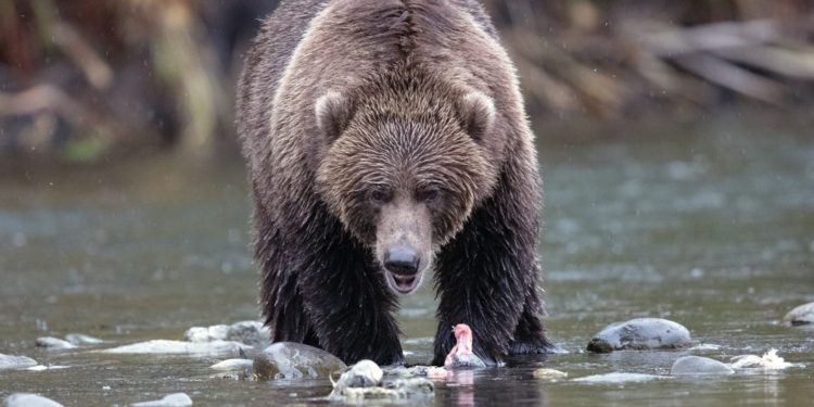 Bitcoin Funding Rate Remains Positive, More Decline Soon?