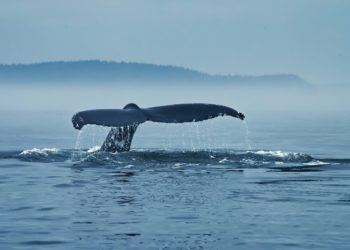 Bitcoin Breaks $24k As Exchange Whale Ratio Declines