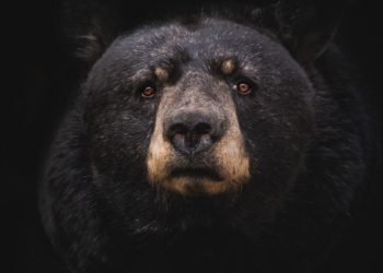 Summary Of The Contagion Event That Brought On The Bear Market