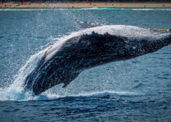 Bitcoin Whale Exchange Inflows Still At Highest Ever Level, Will Recovery To $22k Be Lost?