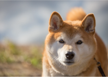 Shiba Inu (SHIB) Buildup At This Price Level Could Be Favorable