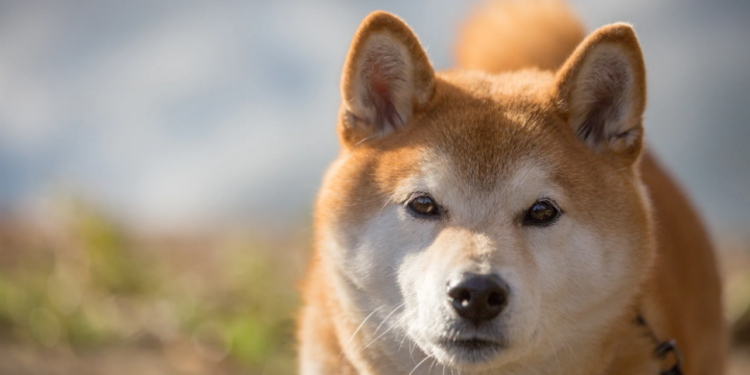 Shiba Inu (SHIB) Buildup At This Price Level Could Be Favorable
