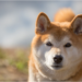 Shiba Inu (SHIB) Buildup At This Price Level Could Be Favorable