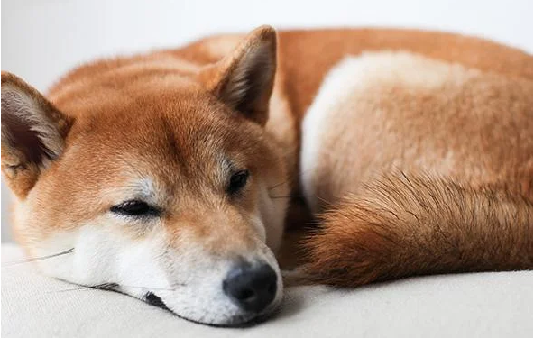 Shiba Inu Displays Surprising Price Movement – Can SHIB Ditch The Flatline?