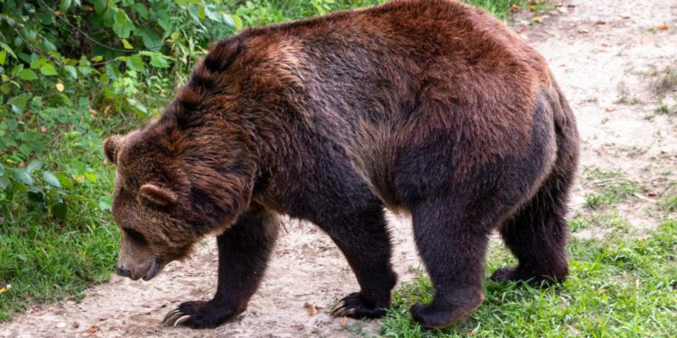 Bitcoin Bearish Signal: Miners Continue To Dump