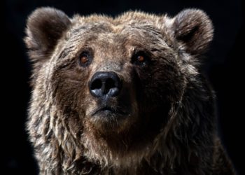 This On-Chain Indicator Suggests Bitcoin Still Only 1/3rd Into Bear Market