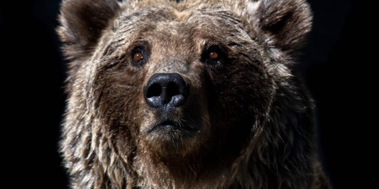 This On-Chain Indicator Suggests Bitcoin Still Only 1/3rd Into Bear Market