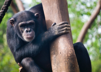 ApeCoin (APE) Shows Signs Of Recovery, But Mini-Rally Could Be Short-Lived