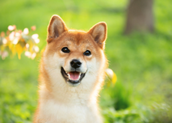 Dogecoin Slowly Retests $0.06 As DOGE Is Seen Moving Higher Over The Next Days