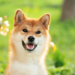 Dogecoin Slowly Retests $0.06 As DOGE Is Seen Moving Higher Over The Next Days