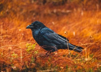 Ravencoin Records 90% Increase, Community Warns About Speculation