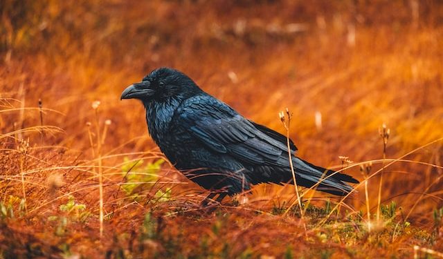 Ravencoin Records 90% Increase, Community Warns About Speculation