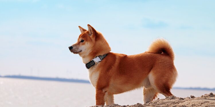 Shiba Inu Rises Despite The Imminent Update