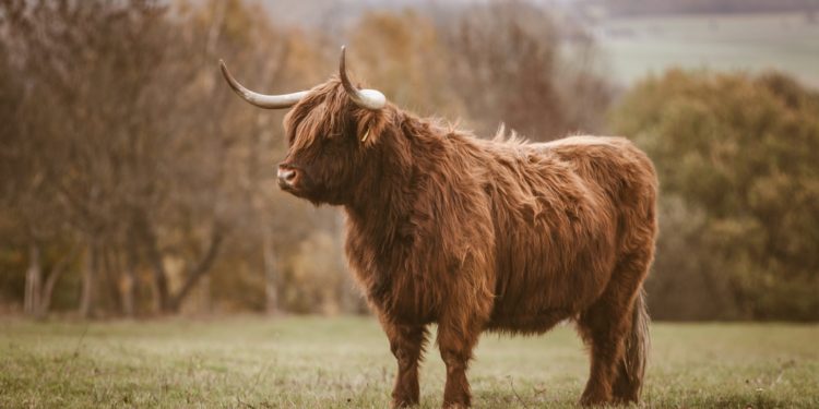 Bitcoin Stablecoin Supply Ratio Now Forms A “Buy” Signal