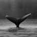 Quant Explains How Whales Moved Before And After Ethereum Merge