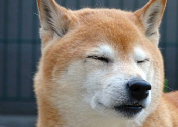 Shiba Inu On An Upswing For Weeks