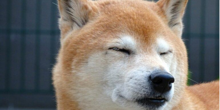 Shiba Inu On An Upswing For Weeks