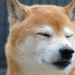 Shiba Inu On An Upswing For Weeks