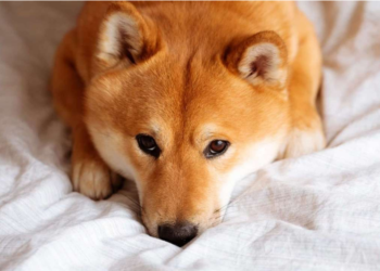How This Newly Found Support Will Boost SHIB Price