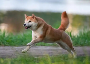 Shiba Inu Jumps 30% In Last 7 Days