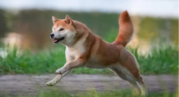 Shiba Inu Jumps 30% In Last 7 Days