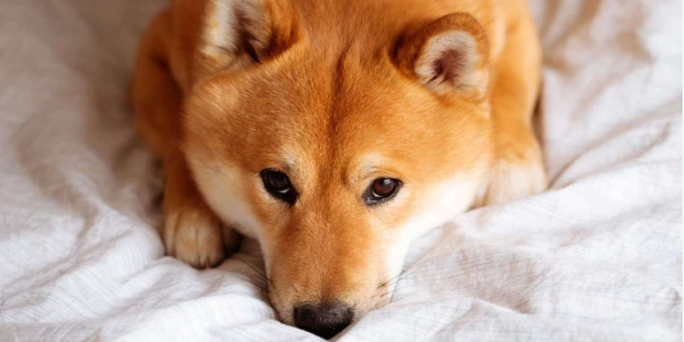 How This Newly Found Support Will Boost SHIB Price