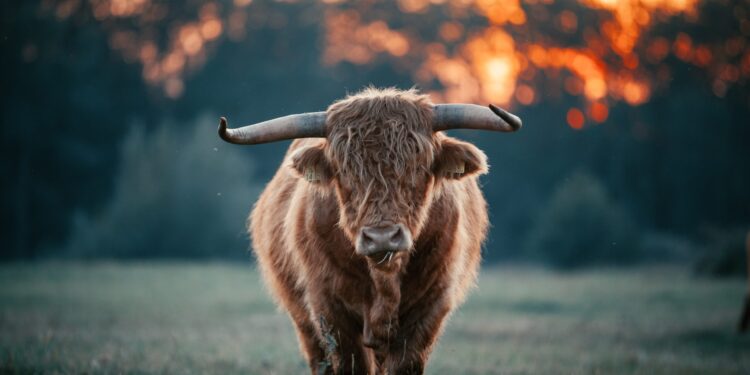 Bitcoin Bullish Signal: Exchange Outflows Spike Up