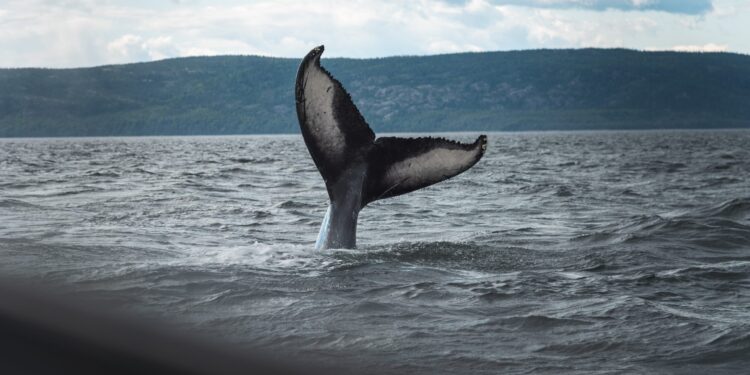 Bitcoin Whales Who Bought 1 Month Ago Hold Strong Despite Chance To Take Profit