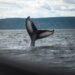 Bitcoin Whales Who Bought 1 Month Ago Hold Strong Despite Chance To Take Profit