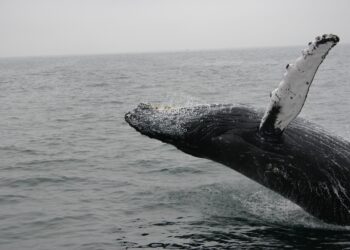 Bitcoin Whales Who Accumulated At $18k Have Continued To Hold Strong