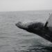 Bitcoin Whales Who Accumulated At $18k Have Continued To Hold Strong