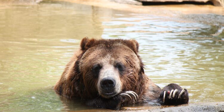 Bitcoin Whale Ratio Surges Up As Leverage Remains High