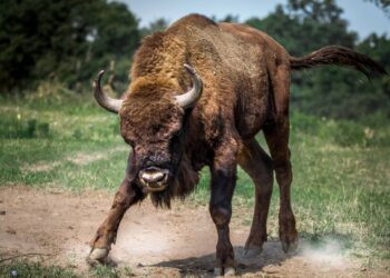 Trust Wallet Token (TWT) Undermines Market Downtrends