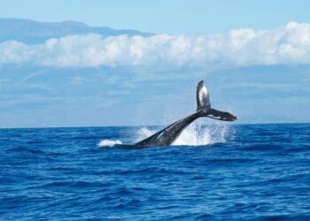 Whales Add $1B More To Their Holdings