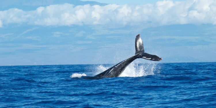 Whales Add $1B More To Their Holdings