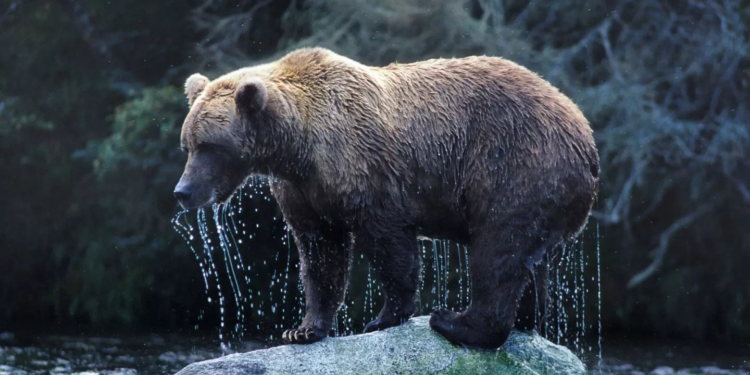 Bitcoin (BTC) Loses Previous All-time High Of $18,000; Here Is What To Expect