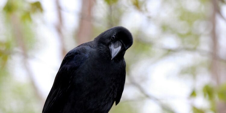 Crypto Giant Coinbase Not Interested In Buying FTX U.S, COIN Stock Plunges