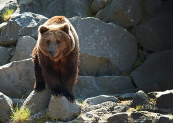 Here’s Why The Current Bitcoin Bear Might Last A While Longer