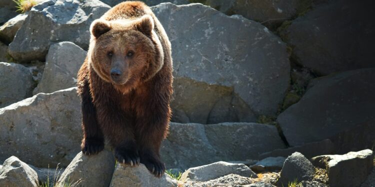 Here’s Why The Current Bitcoin Bear Might Last A While Longer