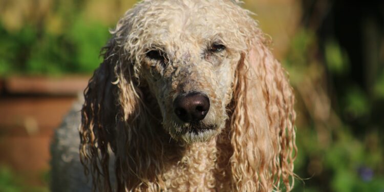 $33 Million In Dogecoin Shorts Liquidated As Price Shoots