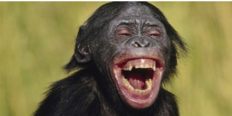 ‘I’m Not a Regulator, But I Can Take a Look’ and 20 Crypto Jokes