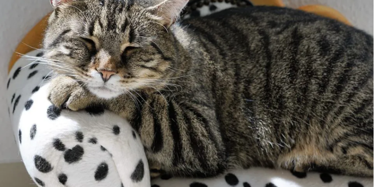 ADA Price Down 5% In Last Week Even As Trade Volume Increases