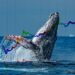 Crypto Whales are Accumulating These Altcoins Before 2023 – Here’s Why
