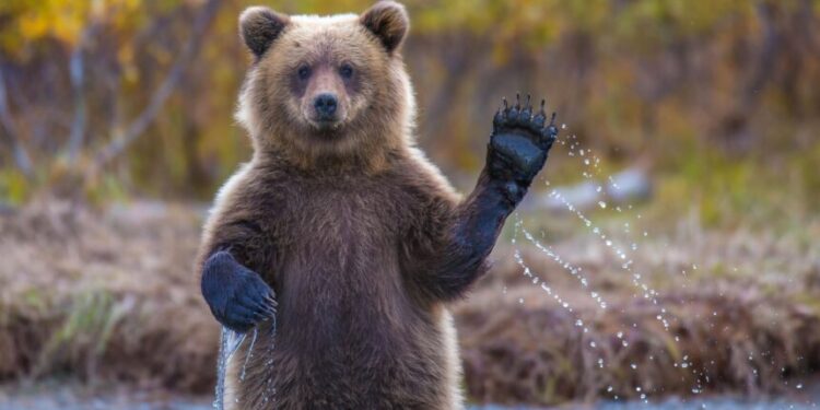 Bitcoin Volatility Hits All-Time Low